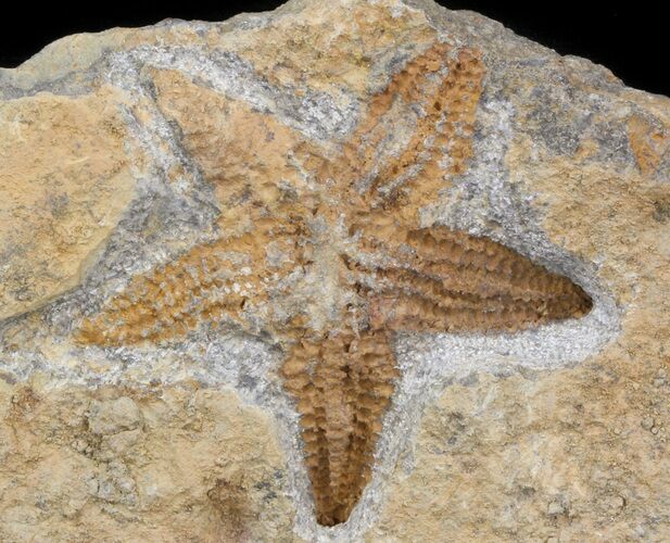 Ordovician Starfish (Petraster?) Fossil - Morocco #41816